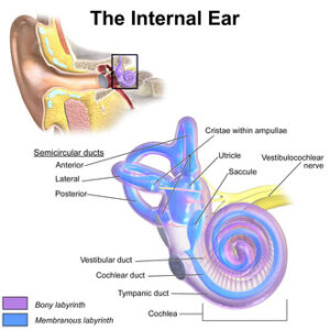 Ear Anatomy Inner Ear