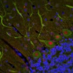 Genetic counselling image 2